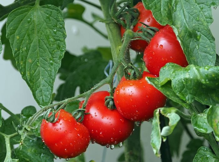 Vibrant tomatoes growing on the vine in a lush garden, illustrating the trend of edible landscaping in London, where gardens combine beauty with the practicality of growing fresh food.