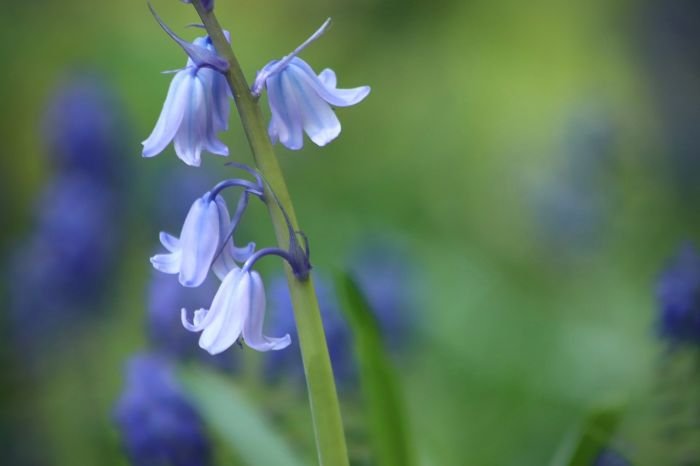 Close-up of a Common Bluebell in bloom, showcasing one of the top plant choices for London gardens that enhances beauty and supports the local ecosystem.