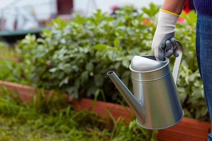 Person holding a metal watering can in a garden, illustrating the use of boiling water as a simple and safe organic method for killing weeds, particularly in garden paths and driveways.