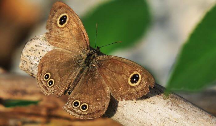 Butterfly resting on a branch in a wildlife-friendly garden in London, illustrating the importance of creating habitats for local wildlife.