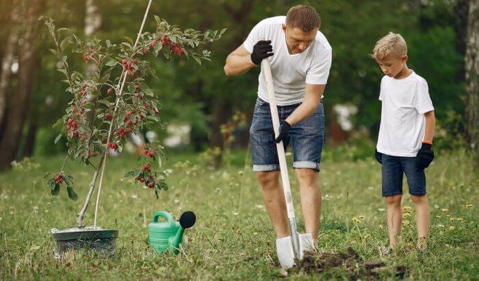 A father and son working together in a garden, planting a tree and using non-chemical methods for weed control, demonstrating eco-friendly gardening practices suitable for family gardens.