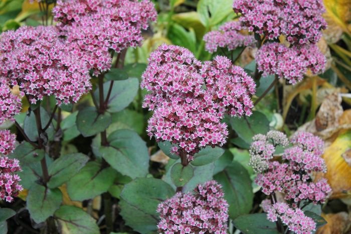 Sedum plants in full bloom, an ideal drought-tolerant option for summer months in London gardens.