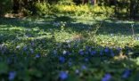 Vibrant green garden with purple flowering ground cover plants, ideal for keeping a London garden weed-free.