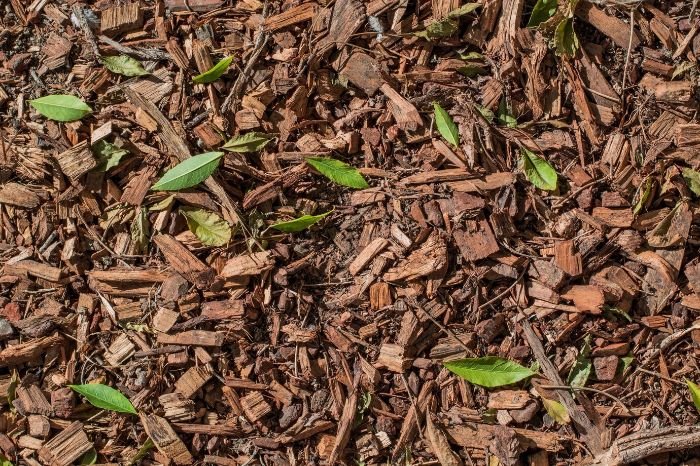 Organic mulch with wood chips and small leaves used as a natural weed barrier, showing its effectiveness in preventing weed growth and improving soil health in gardens.