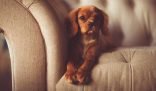 Small dog resting on a clean sofa, emphasizing the importance of deep cleaning in winter to keep your home fresh and cozy.