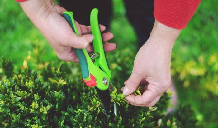 Gardener using pruning shears to trim a bush, demonstrating the basic fundamentals of pruning for healthy plant growth.