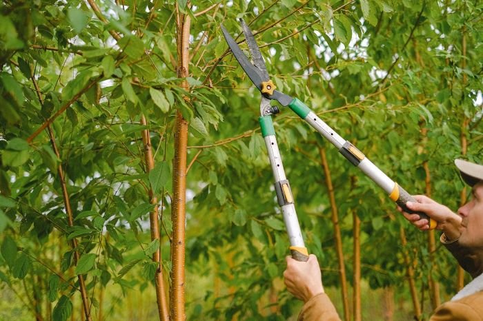 Gardener using pruning shears to safely trim tree branches, following best practices for plant health and disease prevention.