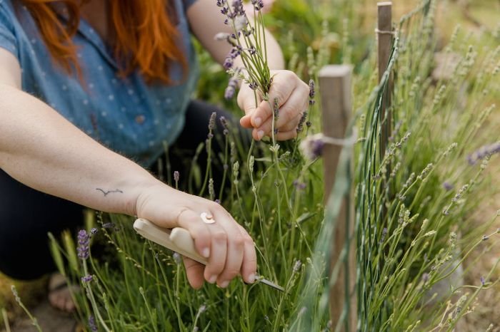 Gardener pruning lavender using proper techniques for plant health and growth, showcasing common pruning methods like thinning and heading cuts.