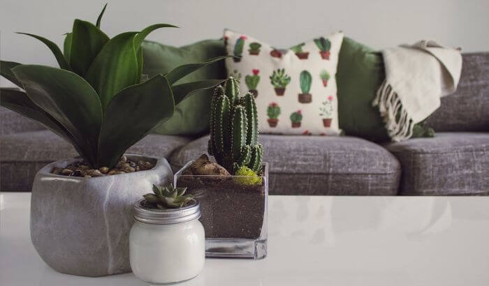 Indoor plants and neatly arranged living room in shared accommodation, symbolizing cleanliness and organization for end of tenancy cleaning tips for students.