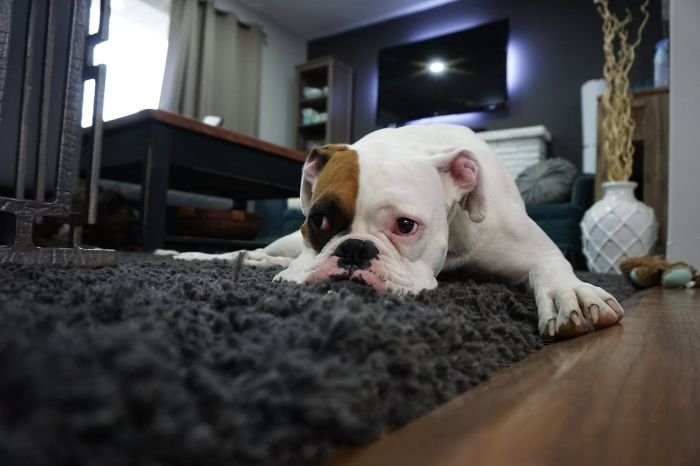 A white bulldog resting on a clean, fluffy dark grey carpet in a cozy living room, emphasizing the importance of regular carpet cleaning, especially in homes with pets.