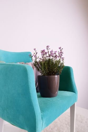 Bright and clean turquoise chair with a decorative potted plant, showcasing the results of professional end of tenancy cleaning in Manor House, N4.