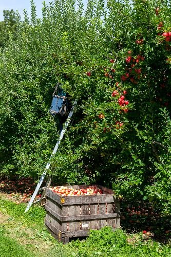 Apple trees being pruned and harvested as part of professional garden maintenance in Wandsworth, SW18