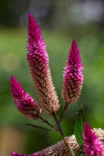 Vibrant magenta ornamental flowers blooming in a well-maintained garden in Wandsworth, SW18