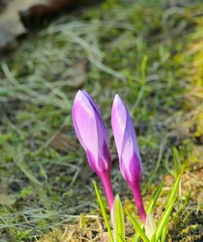Emerging purple crocus flowers in a well-maintained garden in Wandsworth, SW18 during early spring