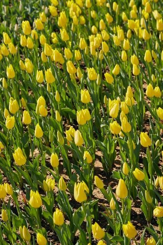 A vibrant bed of yellow tulips maintained by professional gardeners in Wandsworth, SW18