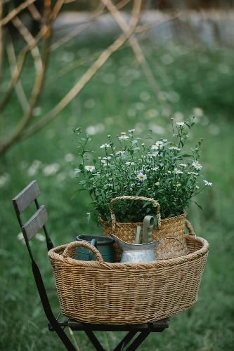 Basket with garden tools and daisies in a well-maintained Chelsea garden, SW3