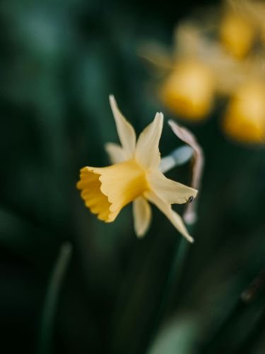 Close-up of a blooming yellow daffodil in a professionally maintained Fulham garden, SW6