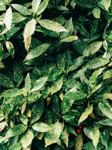 Well-maintained hedge with dense green foliage in a Fulham, SW6 garden serviced by professionals