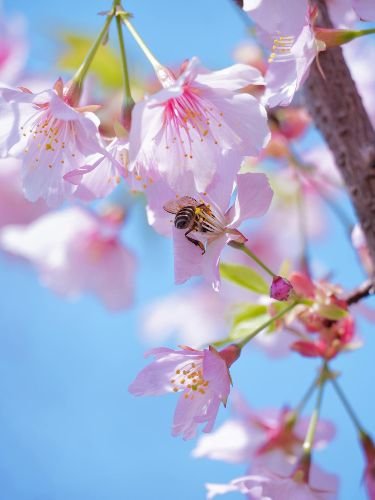 Bee pollinating cherry blossoms in a beautifully maintained garden in Fulham, SW6