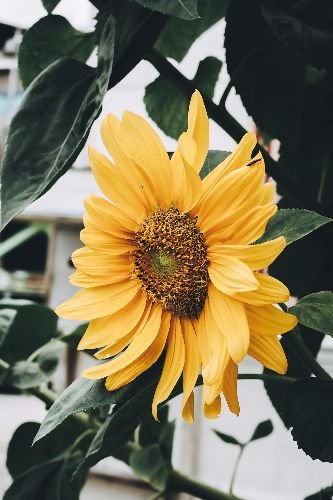 Bright yellow sunflower growing in a well-maintained garden in Tooting, SW17