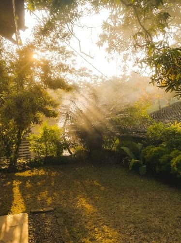 Early morning sunlight shining over a freshly maintained garden in Tooting, SW17