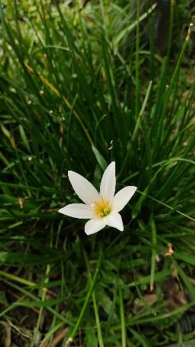 White flower blooming in a freshly maintained garden lawn in Tooting, SW17